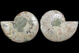 Bargain, Agatized Ammonite Fossil - Madagascar #111532-1